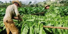 Tobacco route