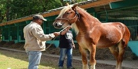Finca Charco Azul Artemisa - Equestrian