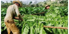 Tobacco Route - Lunch included