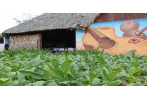 Casa del Veguero