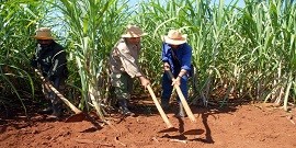 A la cubaine – déjeuner inclus