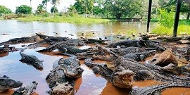 Fermes aux crocodiles de Minas - Camagüey